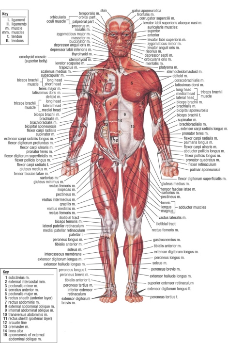 labels of Human Anatomy.jpg